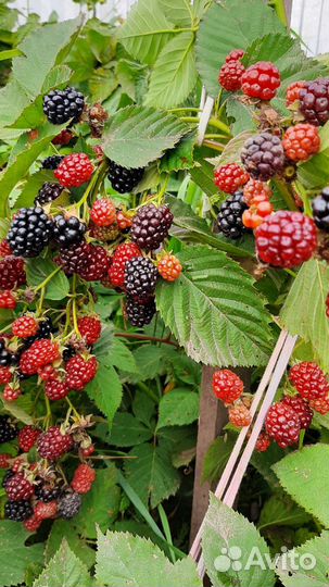 Саженцы малины ежевики розовой смородины
