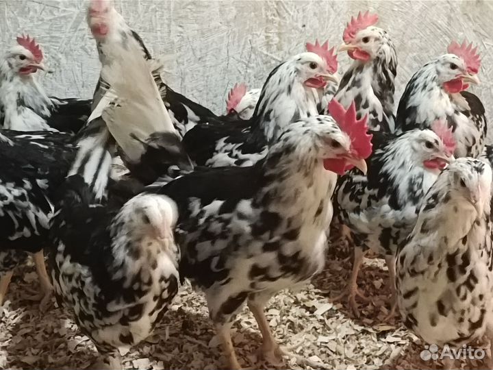 Петухи Леггорн Далматинец