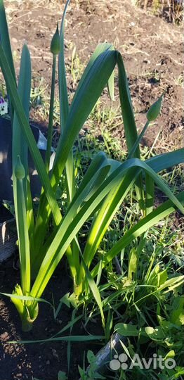 Декоративный чеснок