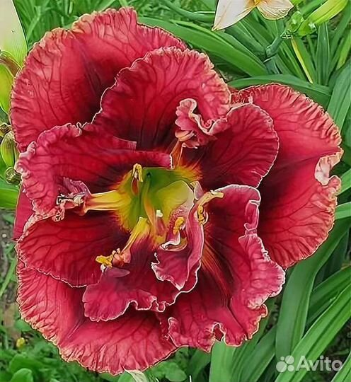 Лилейник Дабл Роуз Новинка