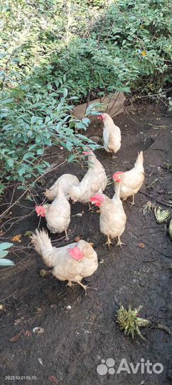 Куры несушки продам