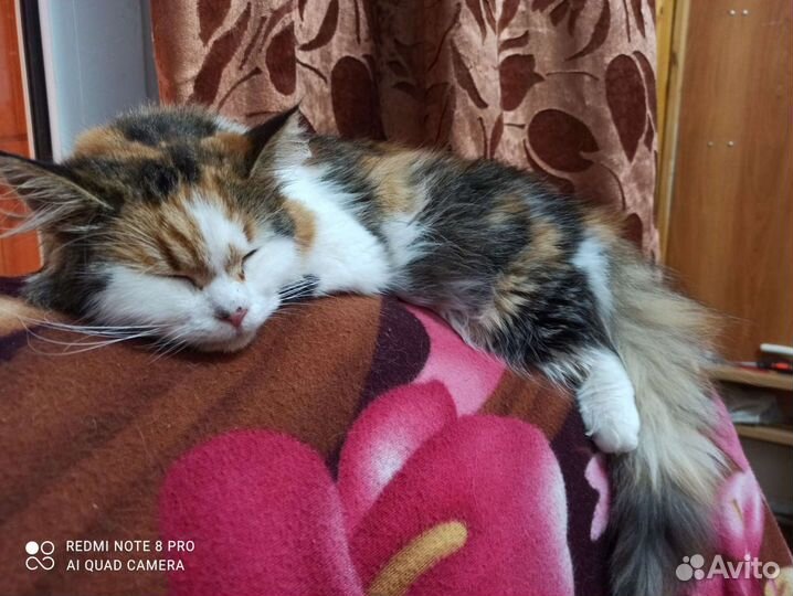Кошечка в домашние любимцы