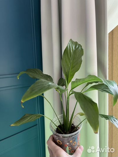 Спатифиллум