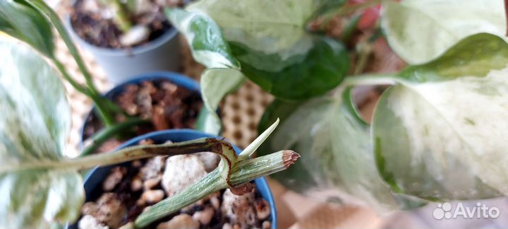 Эпипремнум пиннатум вайт