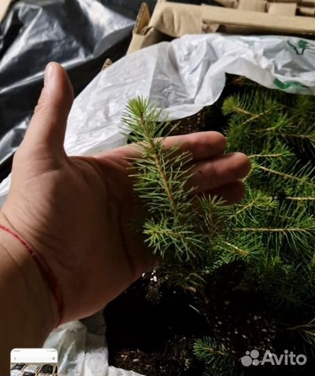 Сеянцы ели окс