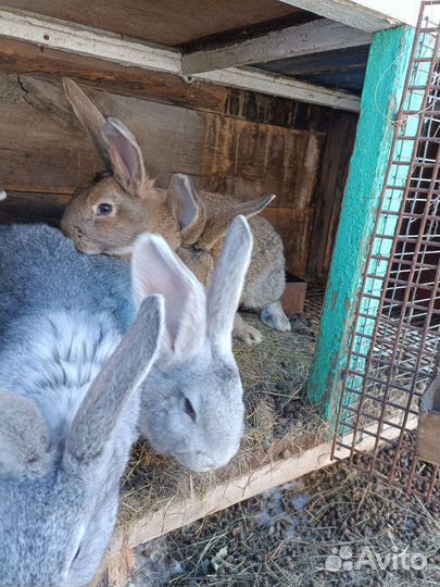 Кролики Фландер