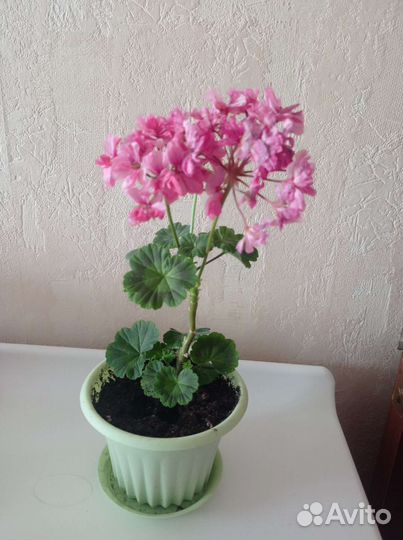 Пеларгония герань