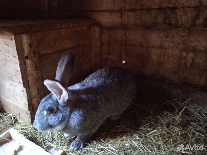 Кролики мясных пород