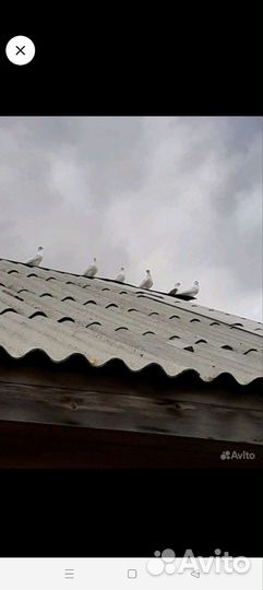 Голуби свадебные