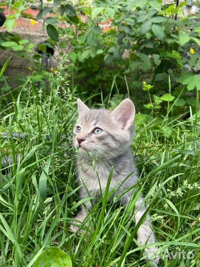 Кошка в дар бесплатно