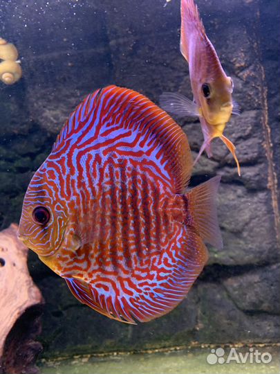 Редкая экзотическая рыба и Дискусы/Discus (Новое)