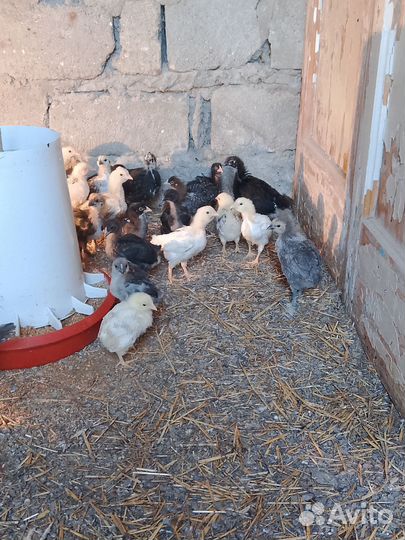 Цыплята породистые