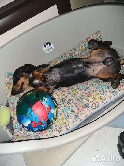 Вязка. Ищем очаровательную подружку