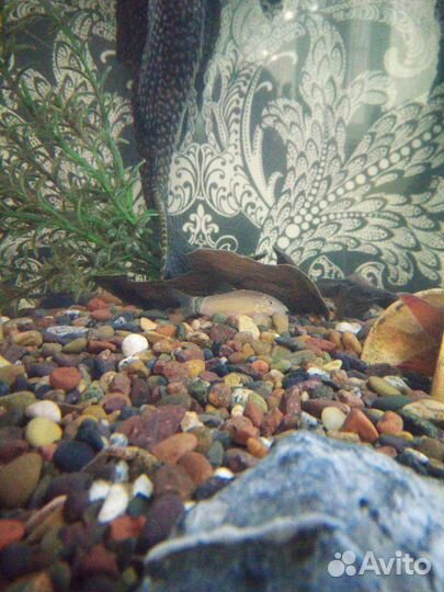 Рыбки аквариумные