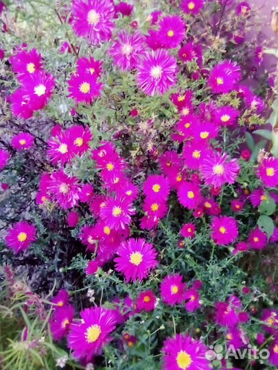 Черенки хризантемы (сентябринки)