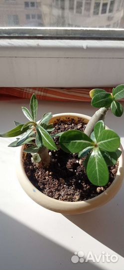 Комнатные цветы