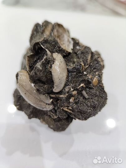 Колонии брахиопод Russiella luna в фосфорите