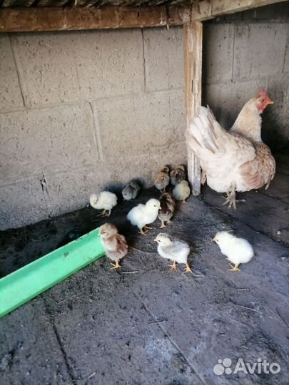 Курица с цыплятами