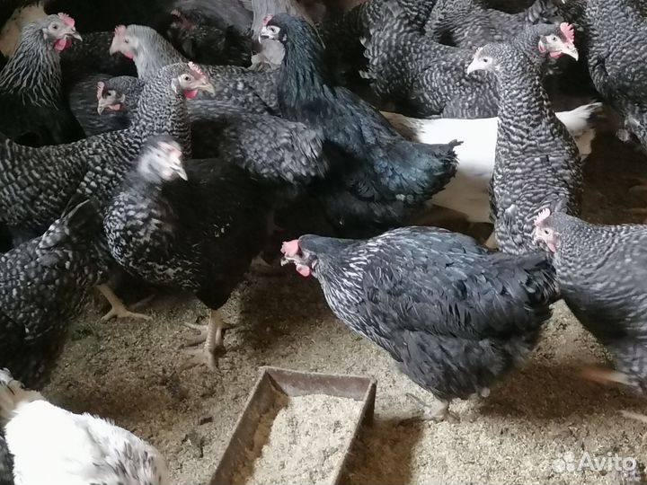 Молодки доминант