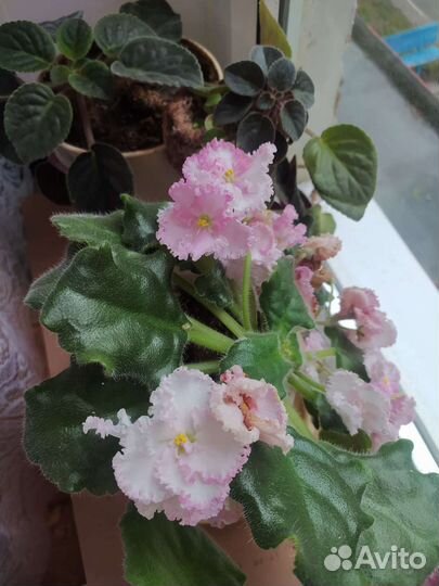 Фиалка сортовая