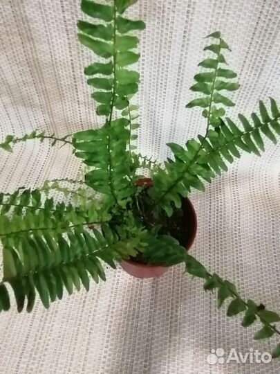 Комнатные растения в ассортименте