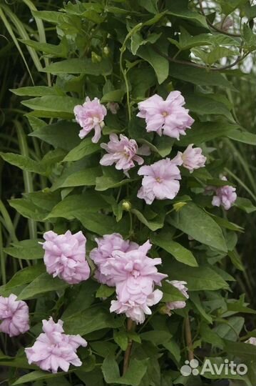 Калистегия сибирская роза