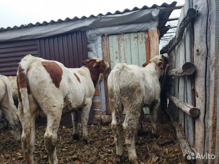 Быки симменталы