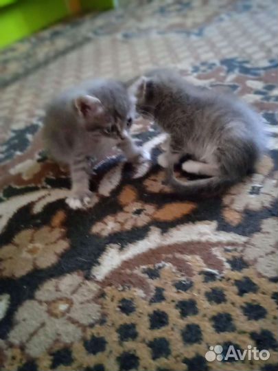 Котята в добрые руки бесплатно