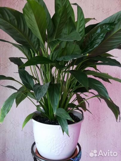 Комнатные растения Спатифиллум