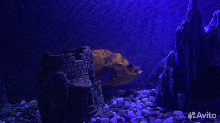 Астронотус