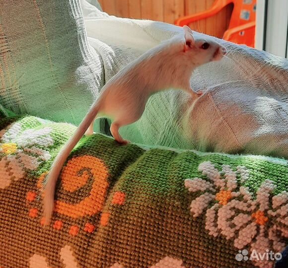 Монгольская песчанка