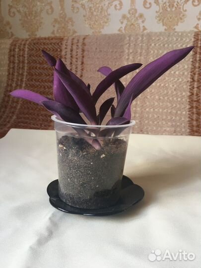 Цветы в горшках