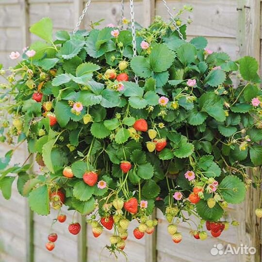 Рассада земляники ремонтантной И ампельной кашпо