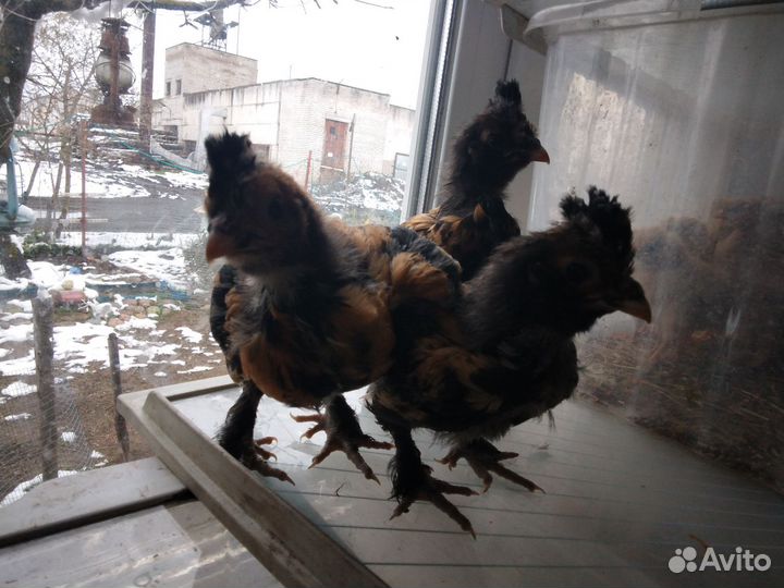 Цыплята Павловские, Ломан браун, куры
