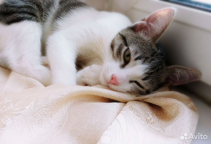 Котенок в дар бесплатно