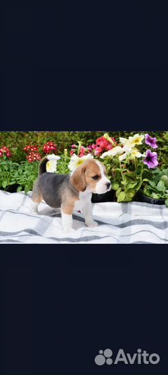 Щенки бигль