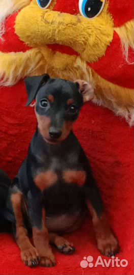 Щенки цвергпинчера мини доберман