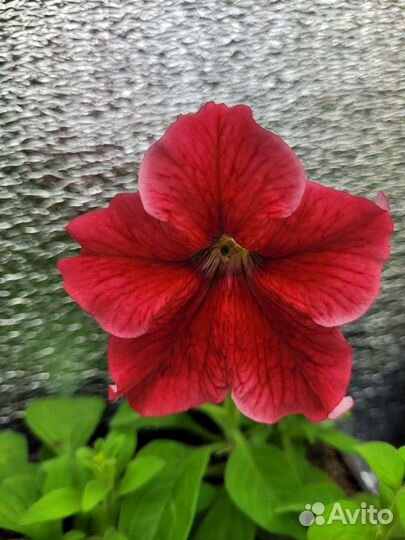 Петунья ассорти