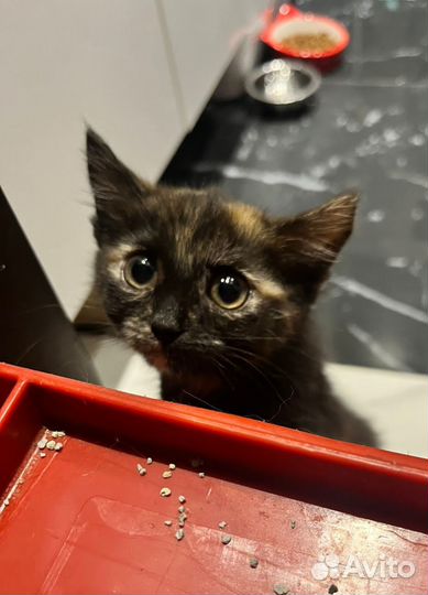 Спасите Кнопку