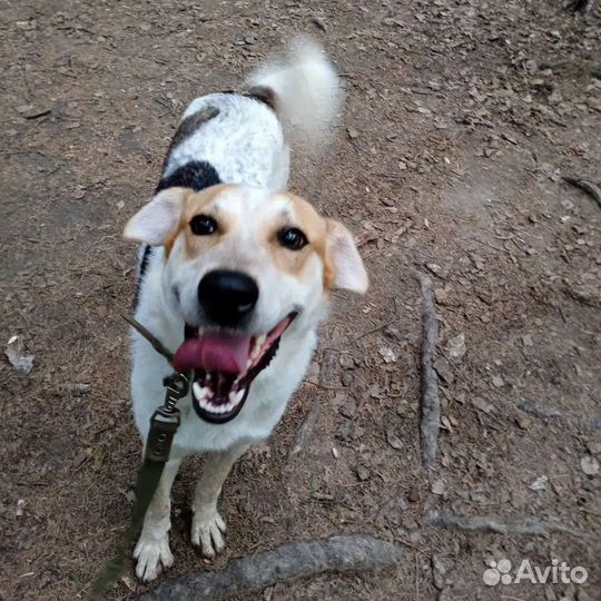 Пират в добрые руки