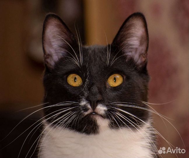 Арчи ищет дом