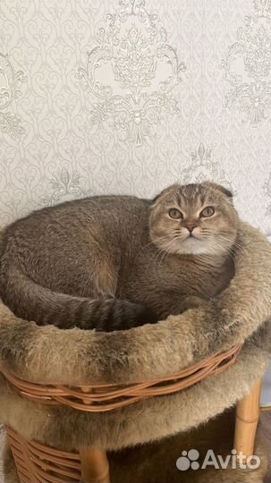 Вязка кошек