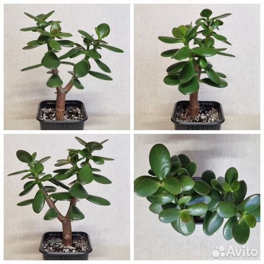 Крассула Овата - Crassula Ovata, Денежное дерево