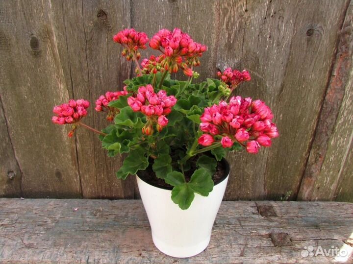 Пеларгония герань