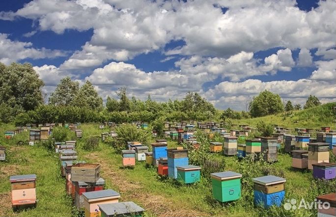 Мед Алтайский опт