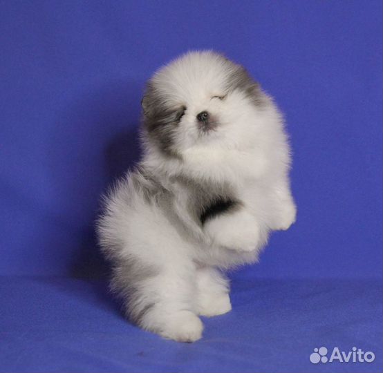 Очаровательный щенок, окрас бело-мрамор