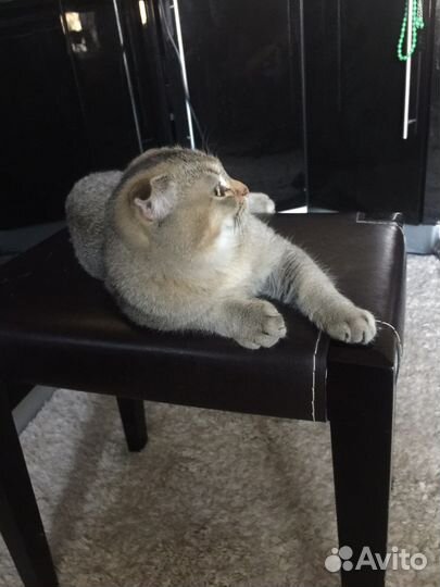 Шотландский Мачо