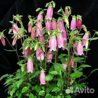 Цветы для сада