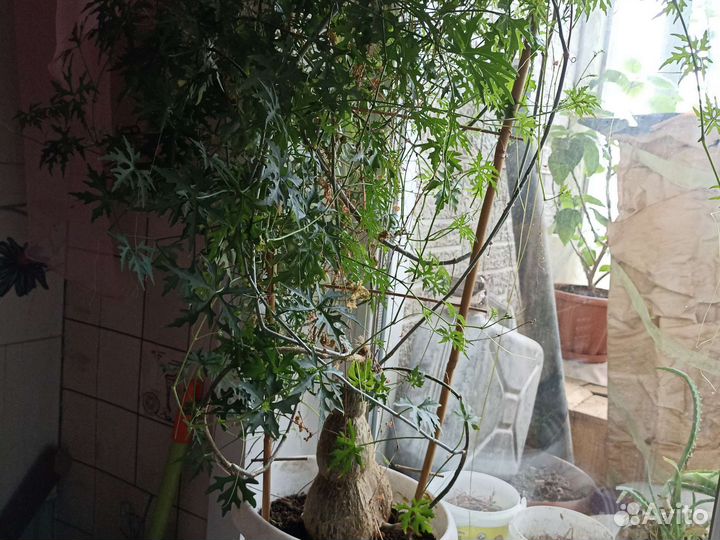 Цысус Австралийский