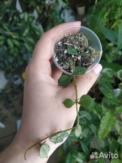 Хойи часть 2